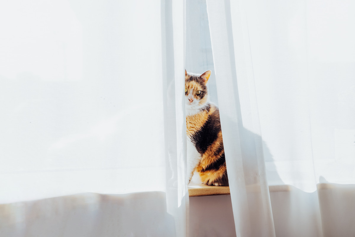 Кот за белым тюлем
